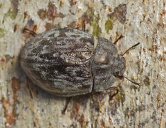 Ospidus chrysomeloides