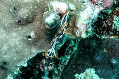 Chromodoris strigata
