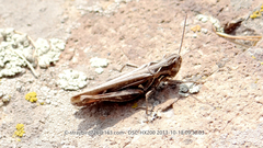 Omocestus petraeus