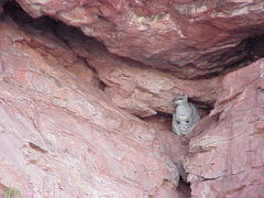 Petrogale lateralis