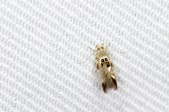 Hieromantis arcuata