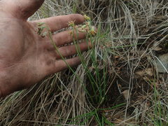 Tulbaghia acutiloba