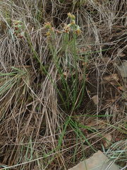 Tulbaghia acutiloba