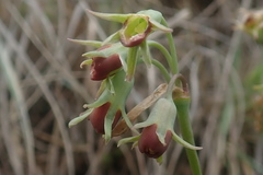 Tulbaghia acutiloba