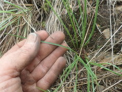 Tulbaghia acutiloba