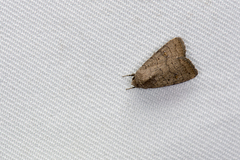 Athetis stellata
