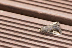 Pseudosphetta moorei