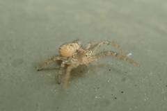 Xysticus croceus