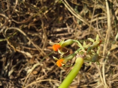 Tulbaghia ludwigiana