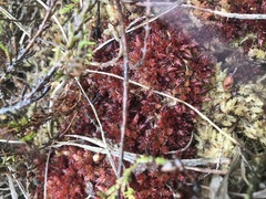 Sphagnum medium