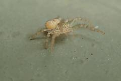 Xysticus croceus