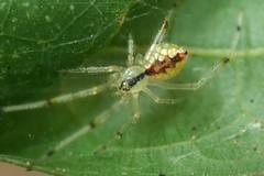 Thwaitesia margaritifera