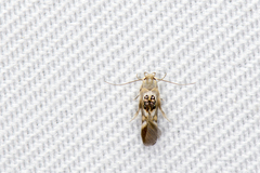 Hieromantis arcuata