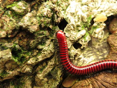 Centrobolus anulatus