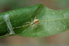 Thwaitesia margaritifera