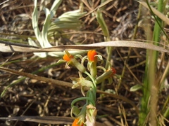 Tulbaghia ludwigiana
