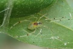 Thwaitesia margaritifera