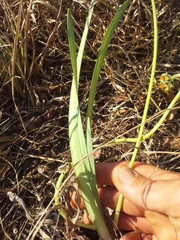 Tulbaghia ludwigiana
