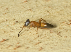 Opisthopsis