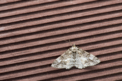 Alcis taiwanovariegata