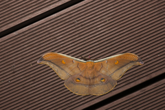 Antheraea formosana