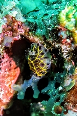 Halgerda wasinensis