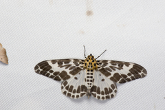 Pogonopygia nigralbata