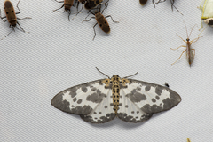 Percnia longitermen