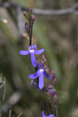 Lobelia gibbosa