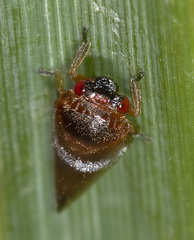 Eoscarta deprivata