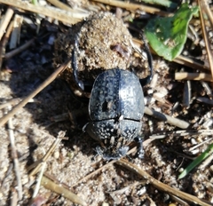 Scarabaeus cicatricosus