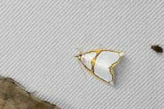 Titulcia confictella