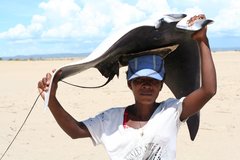 Mobula mobular