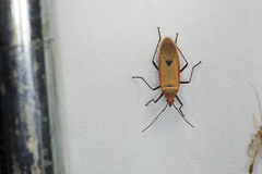 Dysdercus fuscomaculatus