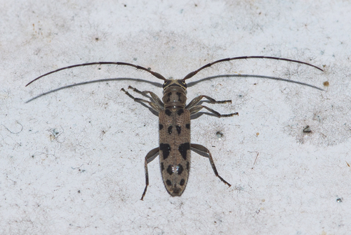 Paraclodia besucheti · iNaturalist
