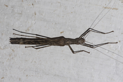 Trachythorax maculicollis