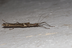 Trachythorax maculicollis
