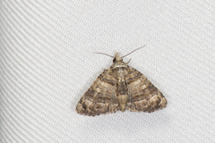 Chlumetia transversa