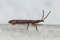 Cerobates