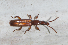 Cerobates