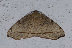 Achrosis
