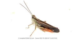 Megaulacobothrus aethalinus