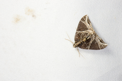 Ecliptopera rectilinea kanshinensis