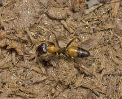 Opisthopsis picta