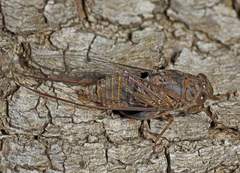 Birrima varians