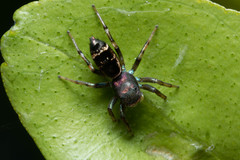 Cosmophasis thalassina