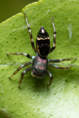Cosmophasis thalassina