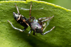 Cosmophasis thalassina