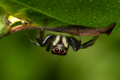 Cosmophasis thalassina
