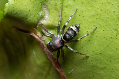 Cosmophasis thalassina